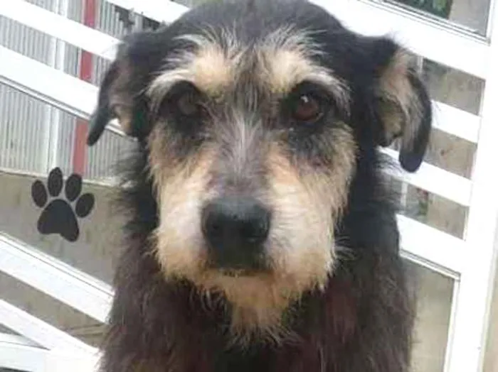 Cachorro ra a srd idade 4 anos nome Fred e Barney
