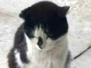 Gato raça Não sei dizer  idade 1 ano nome Sem nome