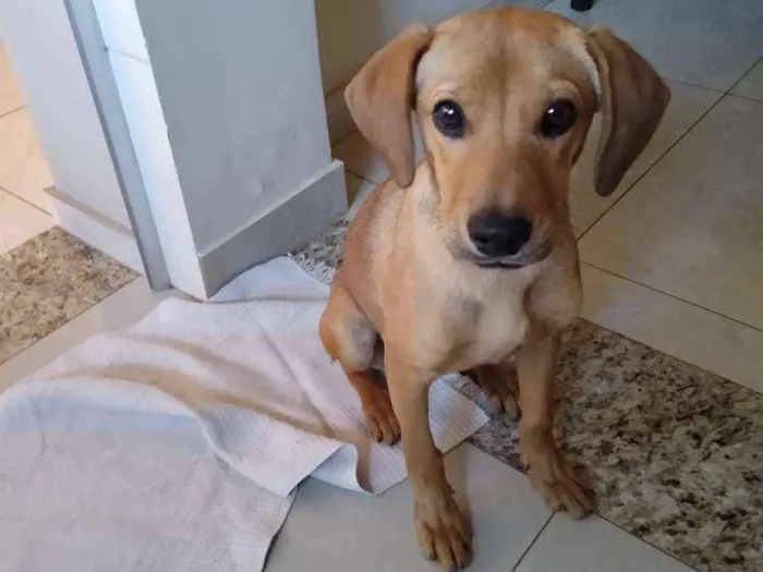 Cachorro raça SRD idade 2 a 6 meses nome Futrica