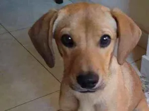 Cachorro raça SRD idade 2 a 6 meses nome Futrica