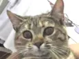 Mimi 