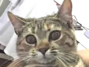 Gato raça SRD idade 7 a 11 meses nome Mimi 