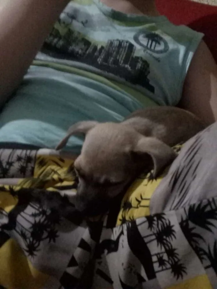 Cachorro ra a Vira lata idade Abaixo de 2 meses nome Pitico