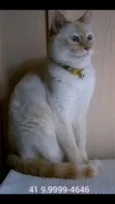 Miau Miau