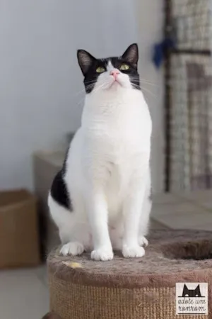 Gato raça SRD idade 2 anos nome Berenice 