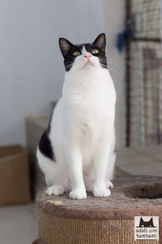 Gato ra a SRD idade 2 anos nome Berenice