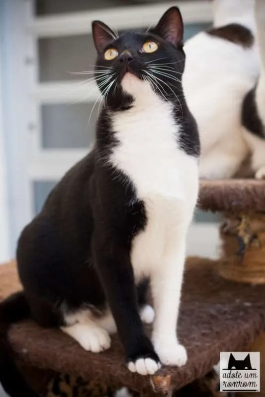 Gato ra a SRD idade 1 ano nome Violino 
