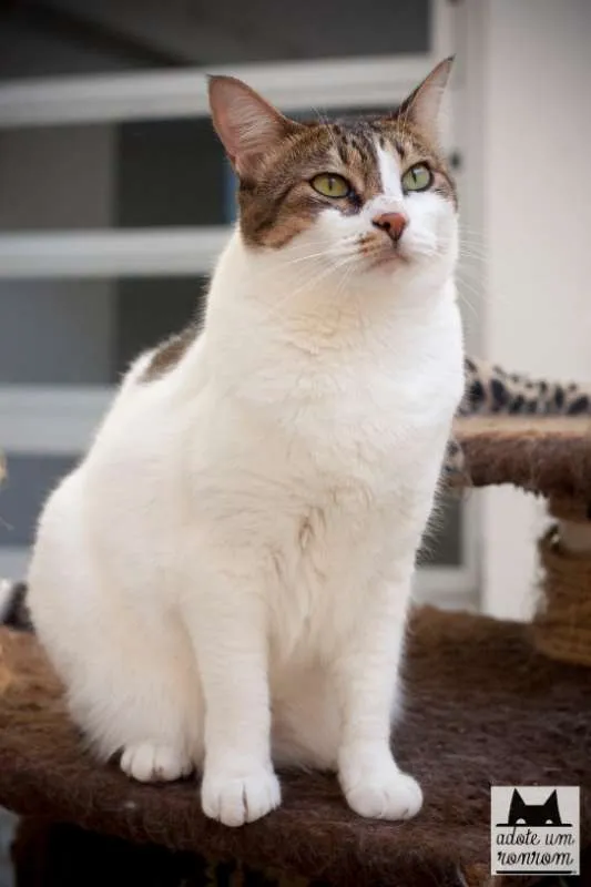 Gato ra a SRD idade 1 ano nome Mafalda