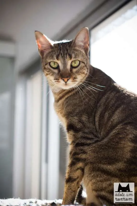 Gato ra a SRD idade 2 anos nome Zelda
