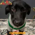 CHIQUINHA 