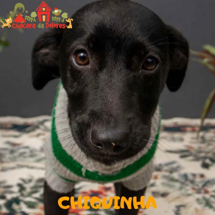 Cachorro raça SRD idade 2 a 6 meses nome CHIQUINHA 