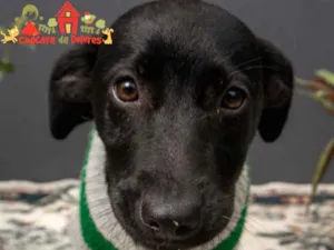 Cachorro raça SRD idade 2 a 6 meses nome CHIQUINHA 