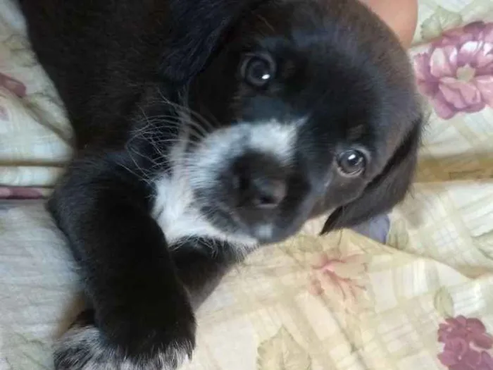 Cachorro ra a Mistura de Shitzu + vira lata idade Abaixo de 2 meses nome Sem nome