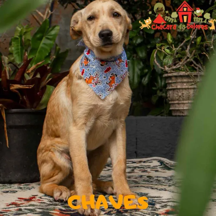 Cachorro raça SRD idade 2 a 6 meses nome CHAVES