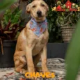 CHAVES