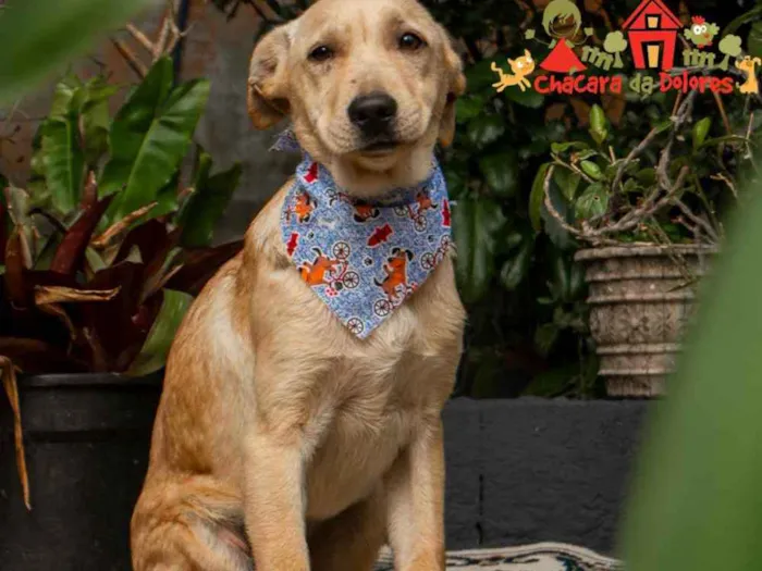 Cachorro raça SRD idade 2 a 6 meses nome CHAVES