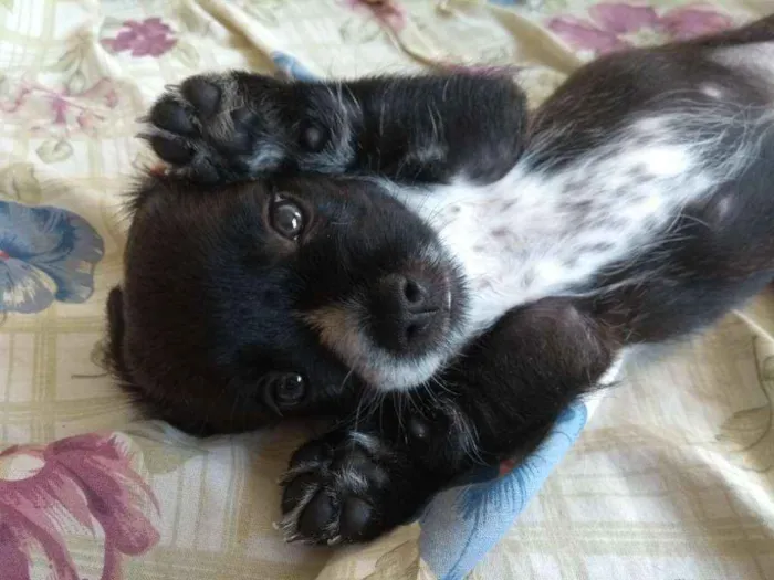 Cachorro ra a Mistura de Shitzu + vira lata idade Abaixo de 2 meses nome Sem nome