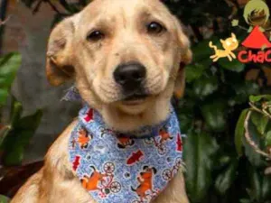 Cachorro raça SRD idade 2 a 6 meses nome CHAVES