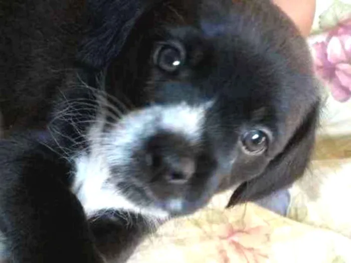 Cachorro ra a Mistura de Shitzu + vira lata idade Abaixo de 2 meses nome Sem nome