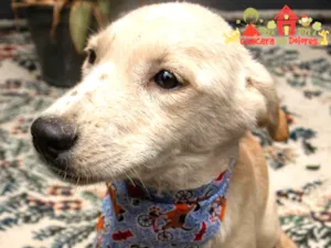 Cachorro raça SRD idade 2 a 6 meses nome MADRUGUINHA