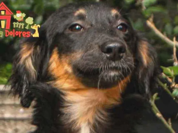 Cachorro raça SRD idade 2 a 6 meses nome KIKINHA