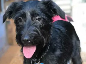 Cachorro raça Srd idade  nome Snoopy