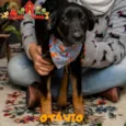 OTÁVIO 