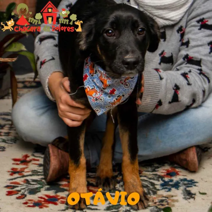 Cachorro ra a SRD idade 2 a 6 meses nome OTÁVIO 