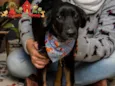 OTÁVIO 