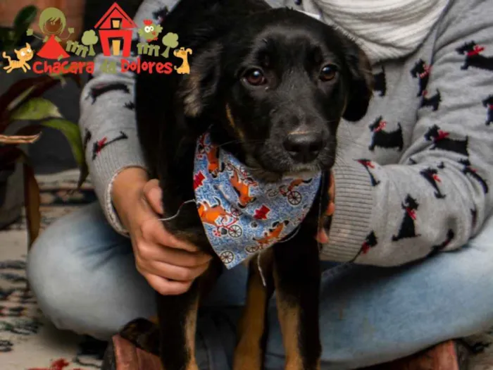 Cachorro ra a SRD idade 2 a 6 meses nome OTÁVIO 