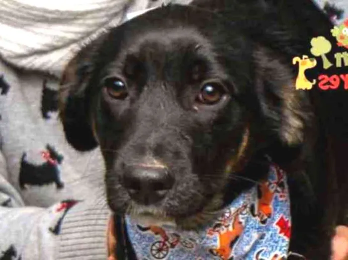 Cachorro ra a SRD idade 2 a 6 meses nome OTÁVIO 