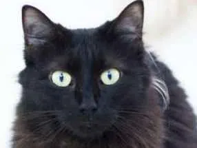 Gato ra a SRD idade 1 ano nome Esther
