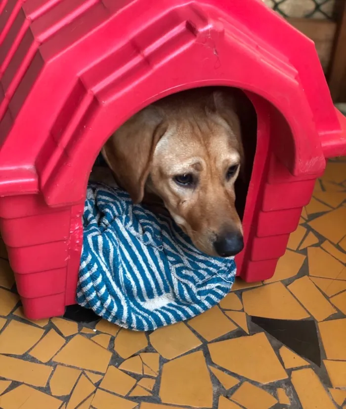 Cachorro ra a Srd idade  nome Duda