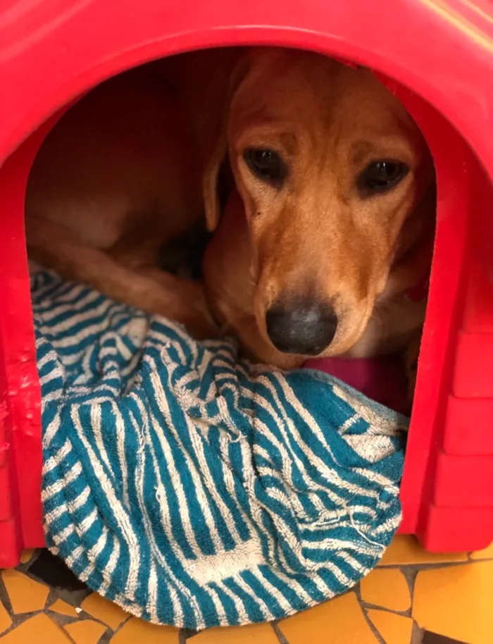 Cachorro ra a Srd idade  nome Duda