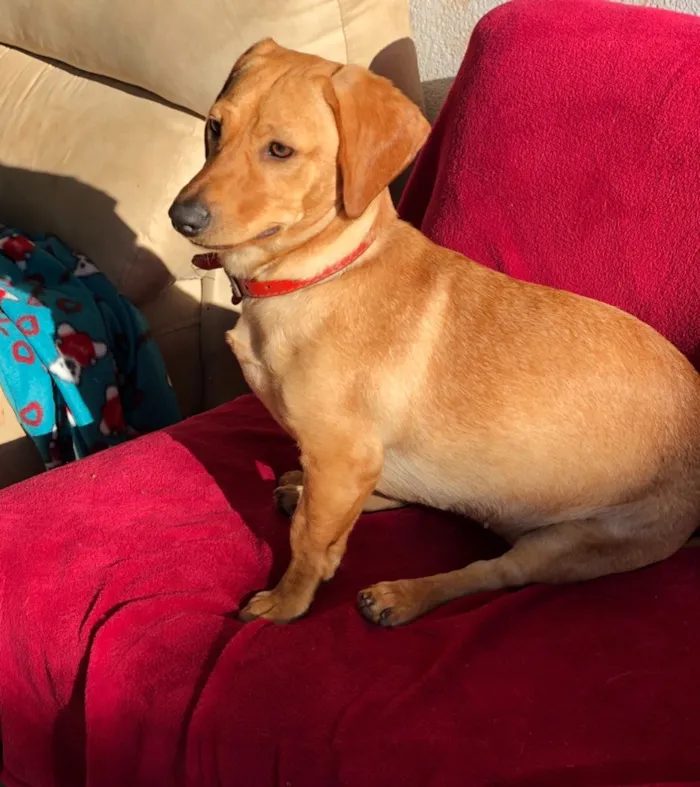 Cachorro ra a Srd idade  nome Duda