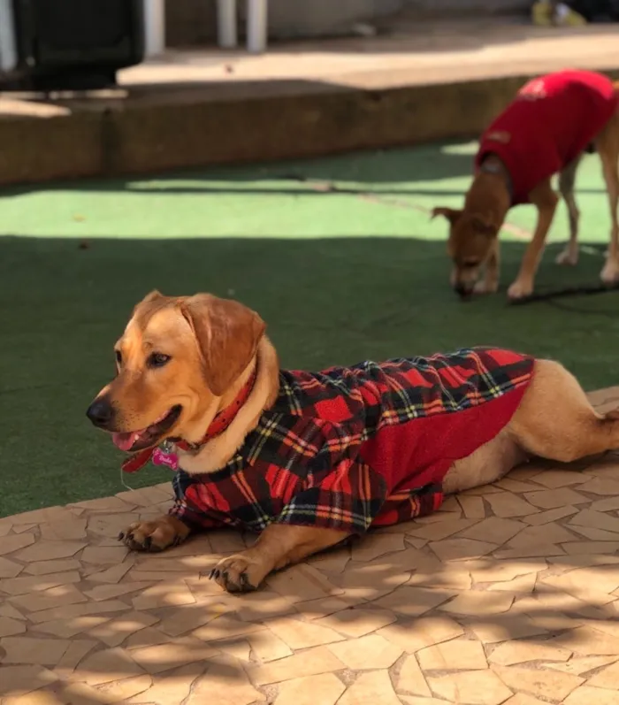 Cachorro ra a Srd idade  nome Duda
