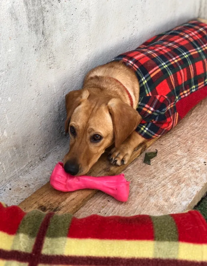 Cachorro ra a Srd idade  nome Duda