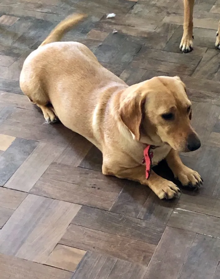 Cachorro ra a Srd idade  nome Duda