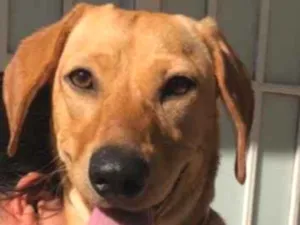 Cachorro raça Srd idade  nome Duda