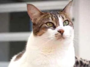 Gato raça SRD idade 1 ano nome Mafalda
