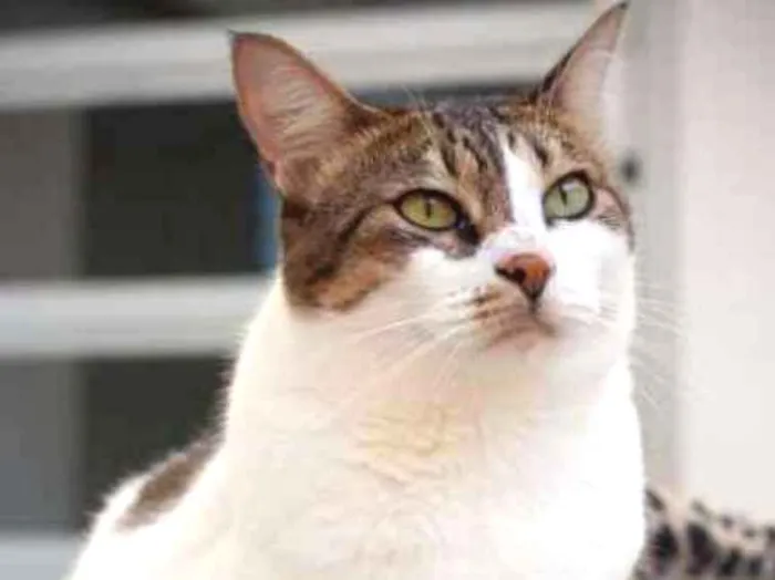 Gato ra a SRD idade 1 ano nome Mafalda