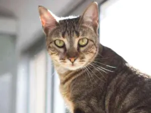 Gato raça SRD idade 2 anos nome Zelda