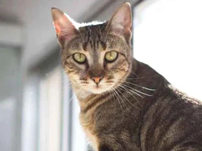 Gato ra a SRD idade 2 anos nome Zelda