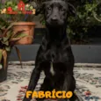 FABRÍCIO 