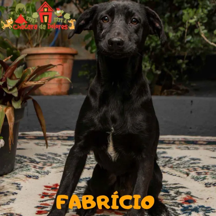 Cachorro raça SRD idade 2 a 6 meses nome FABRÍCIO 