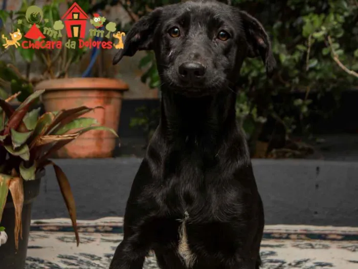 Cachorro raça SRD idade 2 a 6 meses nome FABRÍCIO 