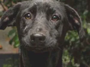 Cachorro raça SRD idade 2 a 6 meses nome FABRÍCIO 