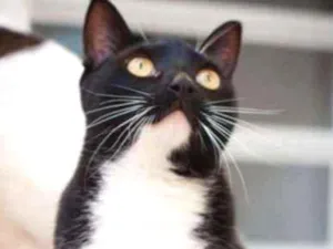 Gato raça SRD idade 1 ano nome Violino 
