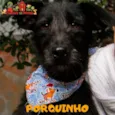 PORQUINHO
