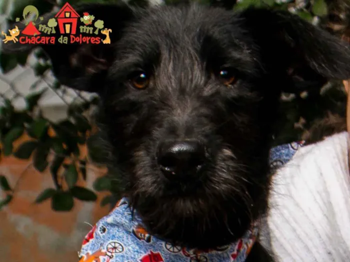 Cachorro raça SRD idade 2 a 6 meses nome PORQUINHO